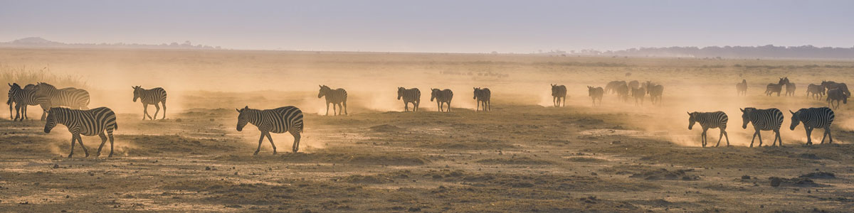 migrating animals