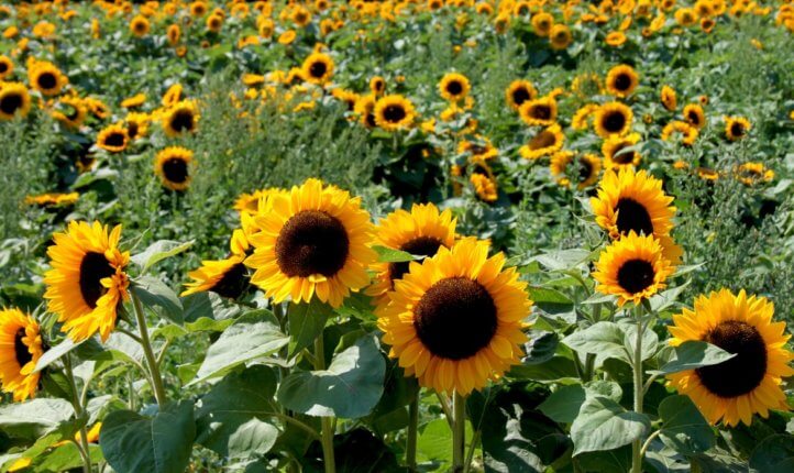 sunflowers